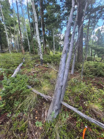 a view of a yard with large trees