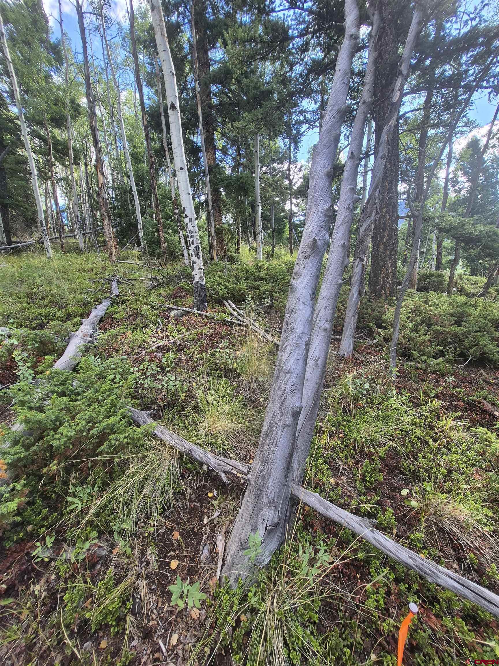 89 Lots 4-6 Del Norte, CO 81132 - Photo 8 of 9 a view of a yard with large trees