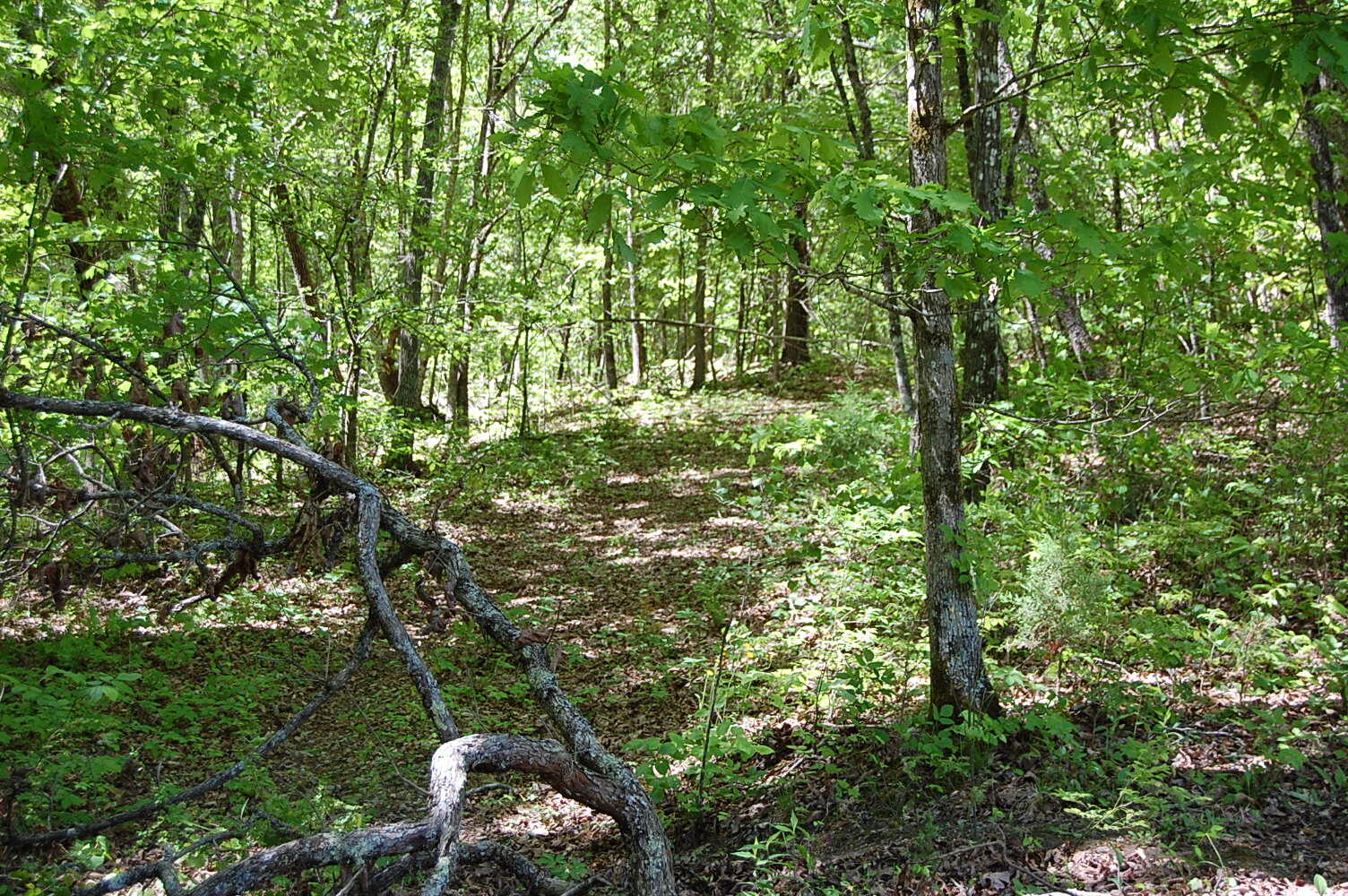 61 Spring Creek Drive Dunlap, TN 37327 - Photo 17 of 53 DSC_0018