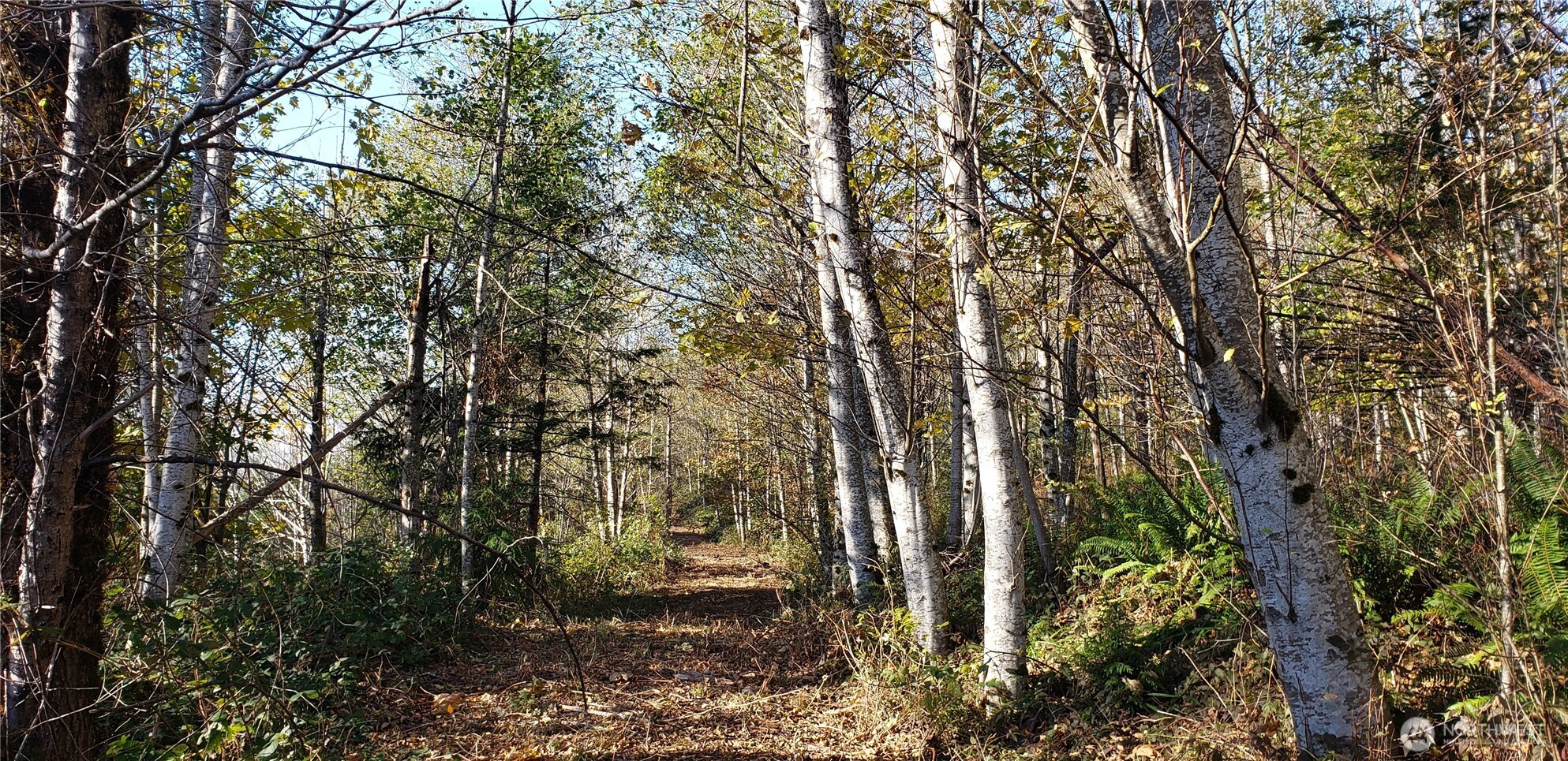 365-xx 365-xx Cumberland Ridge Road Southeast Enumclaw, WA 98022 - Photo 12 of 34 a view of outdoor space and a yard