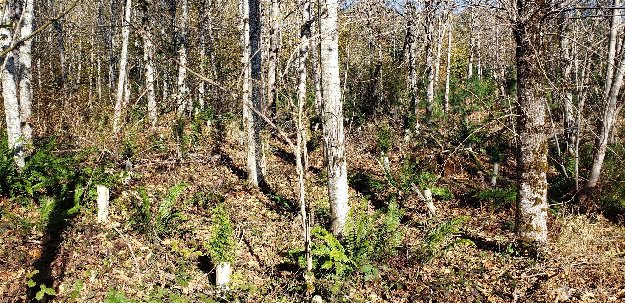 365-xx 365-xx Cumberland Ridge Road Southeast Enumclaw, WA 98022 - Photo 13 of 34 a view of a yard