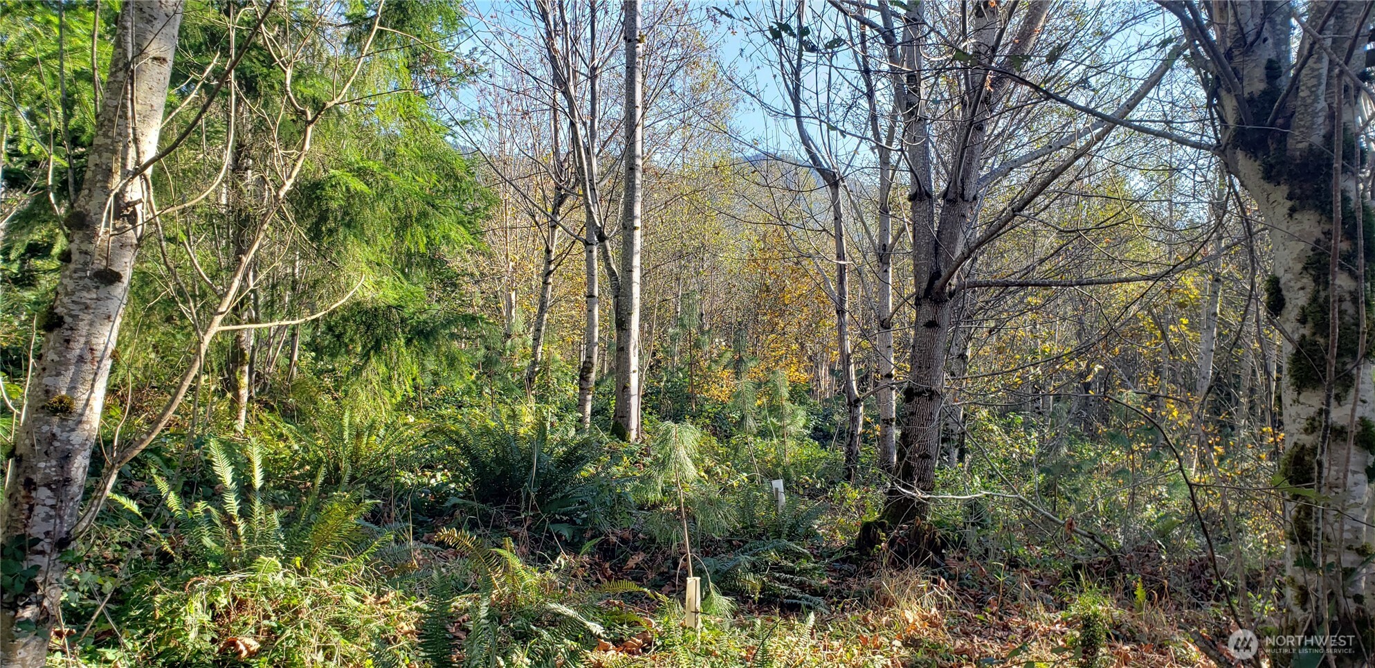365-xx 365-xx Cumberland Ridge Road Southeast Enumclaw, WA 98022 - Photo 14 of 34 a view of a garden