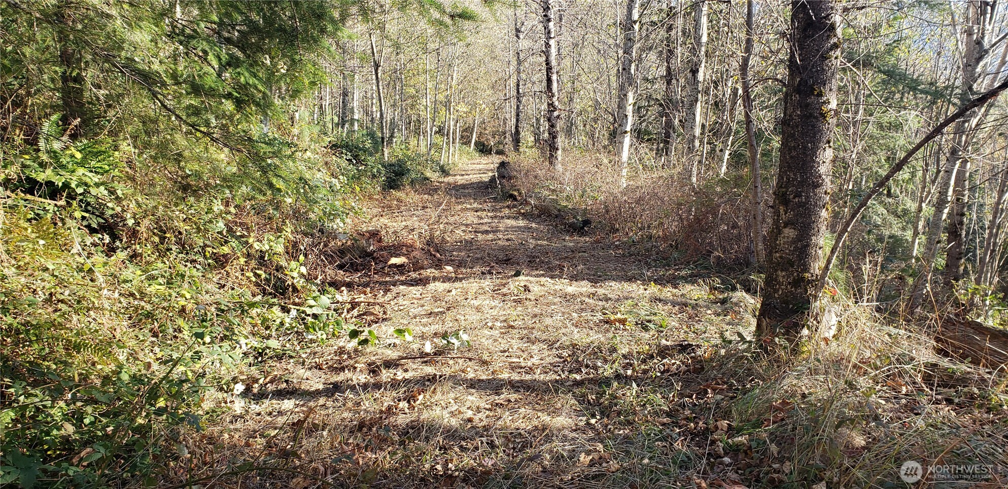 365-xx 365-xx Cumberland Ridge Road Southeast Enumclaw, WA 98022 - Photo 17 of 34 a view of a yard with trees