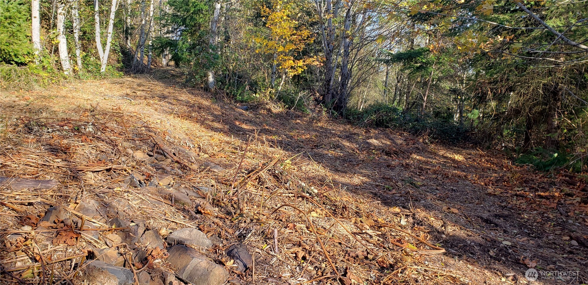 365-xx 365-xx Cumberland Ridge Road Southeast Enumclaw, WA 98022 - Photo 19 of 34 a view of a yard with a tree