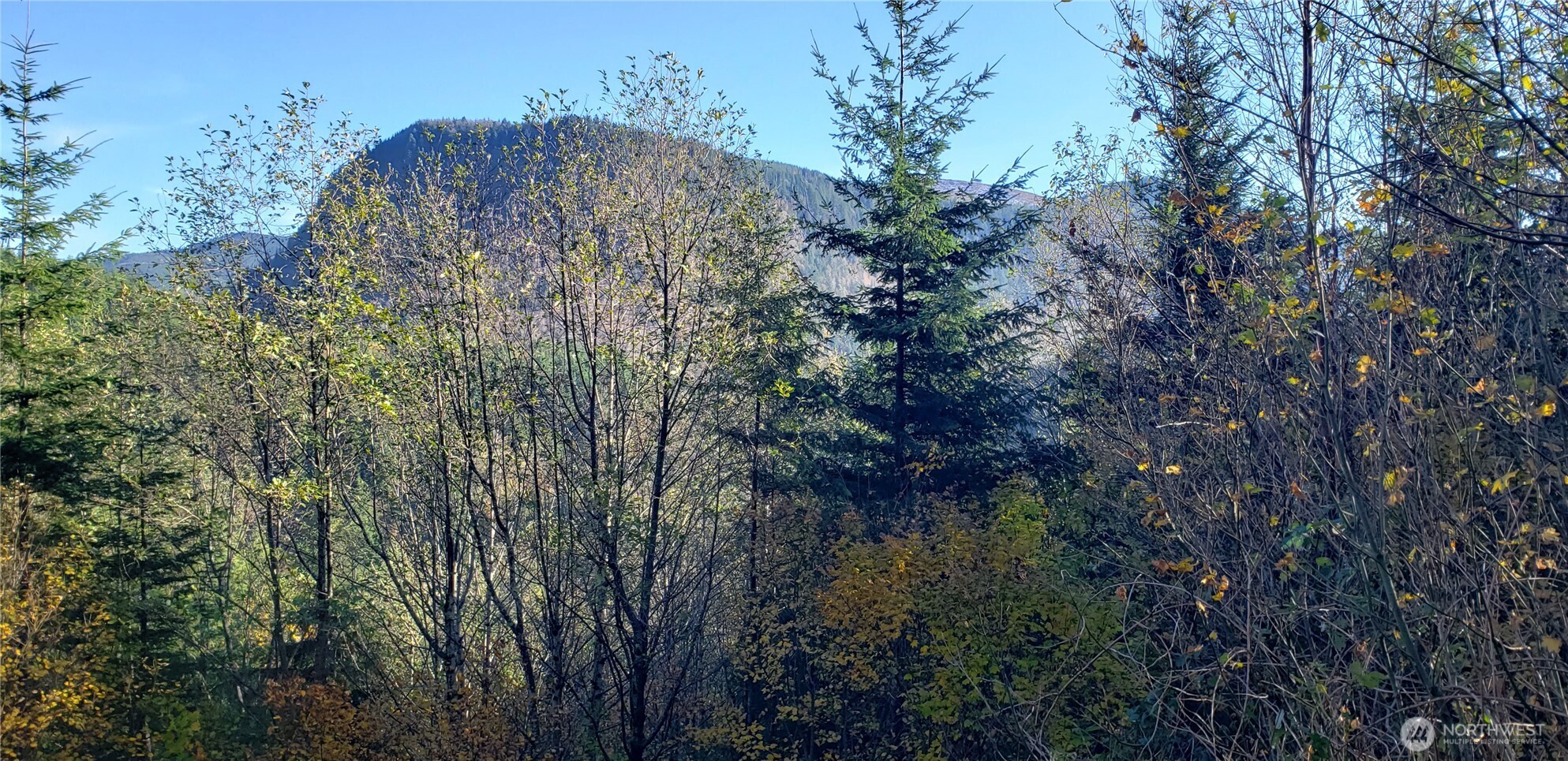 365-xx 365-xx Cumberland Ridge Road Southeast Enumclaw, WA 98022 - Photo 20 of 34 a view of a lush green forest
