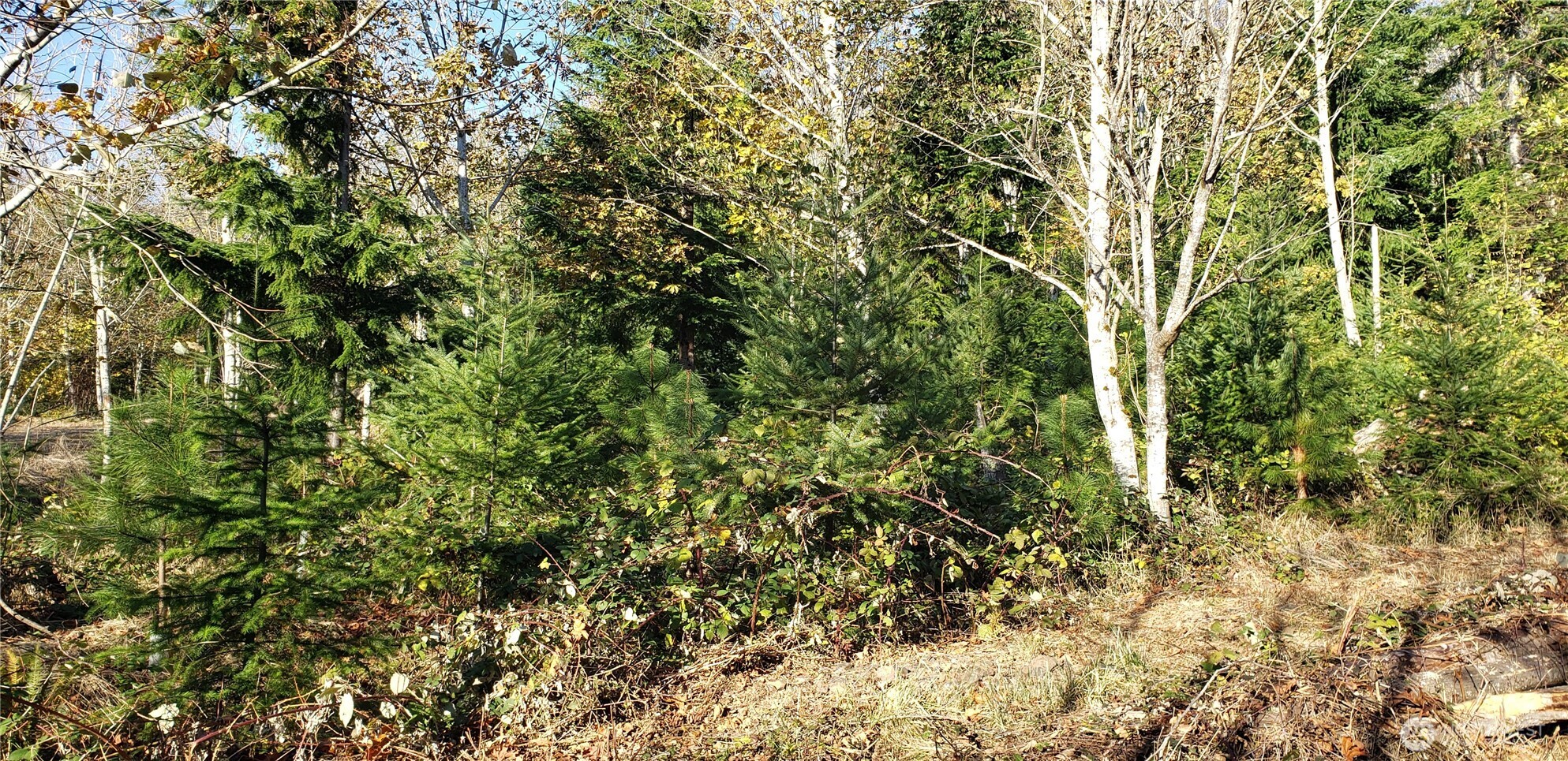 365-xx 365-xx Cumberland Ridge Road Southeast Enumclaw, WA 98022 - Photo 22 of 34 a view of a yard with plants and tree