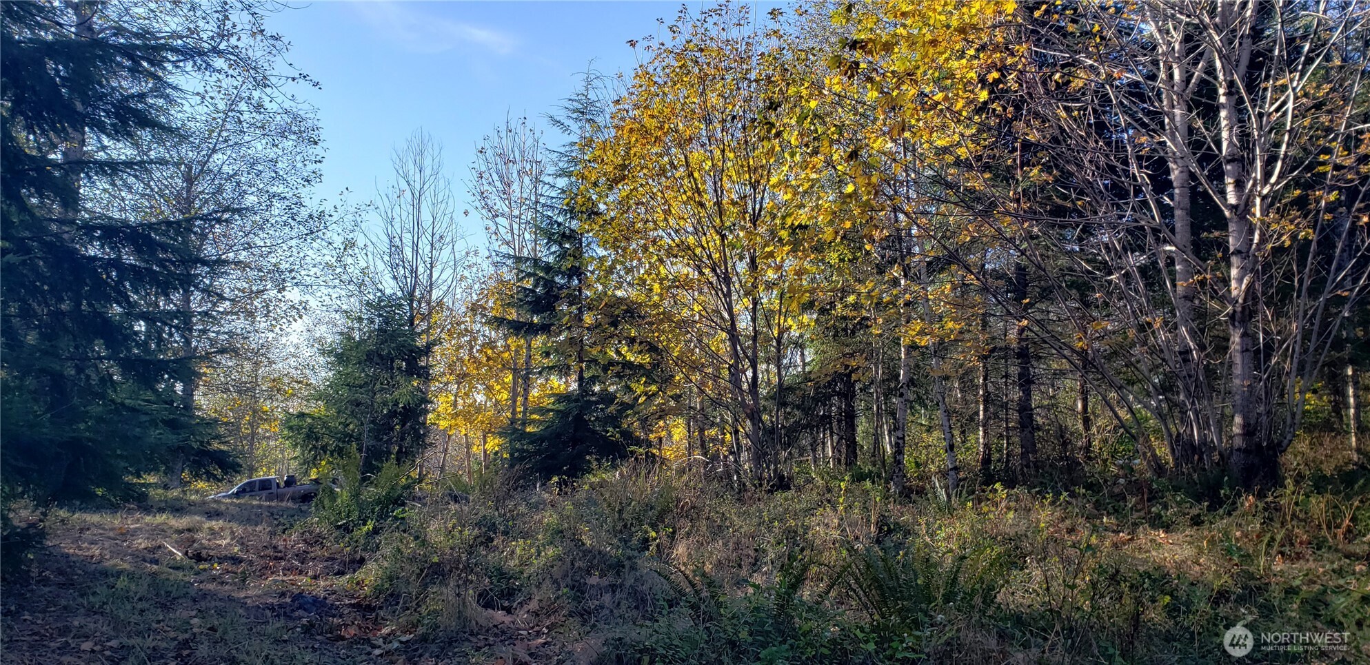 365-xx 365-xx Cumberland Ridge Road Southeast Enumclaw, WA 98022 - Photo 28 of 34 a view of a tree in a yard