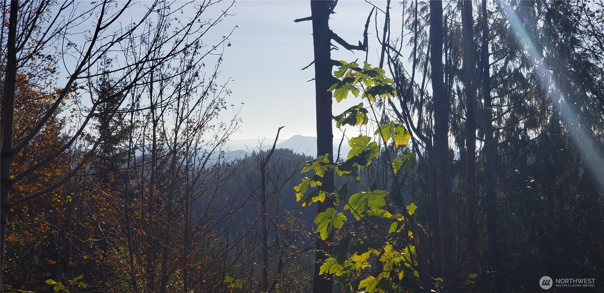 365-xx 365-xx Cumberland Ridge Road Southeast Enumclaw, WA 98022 - Photo 8 of 34 a view of a flower in a garden