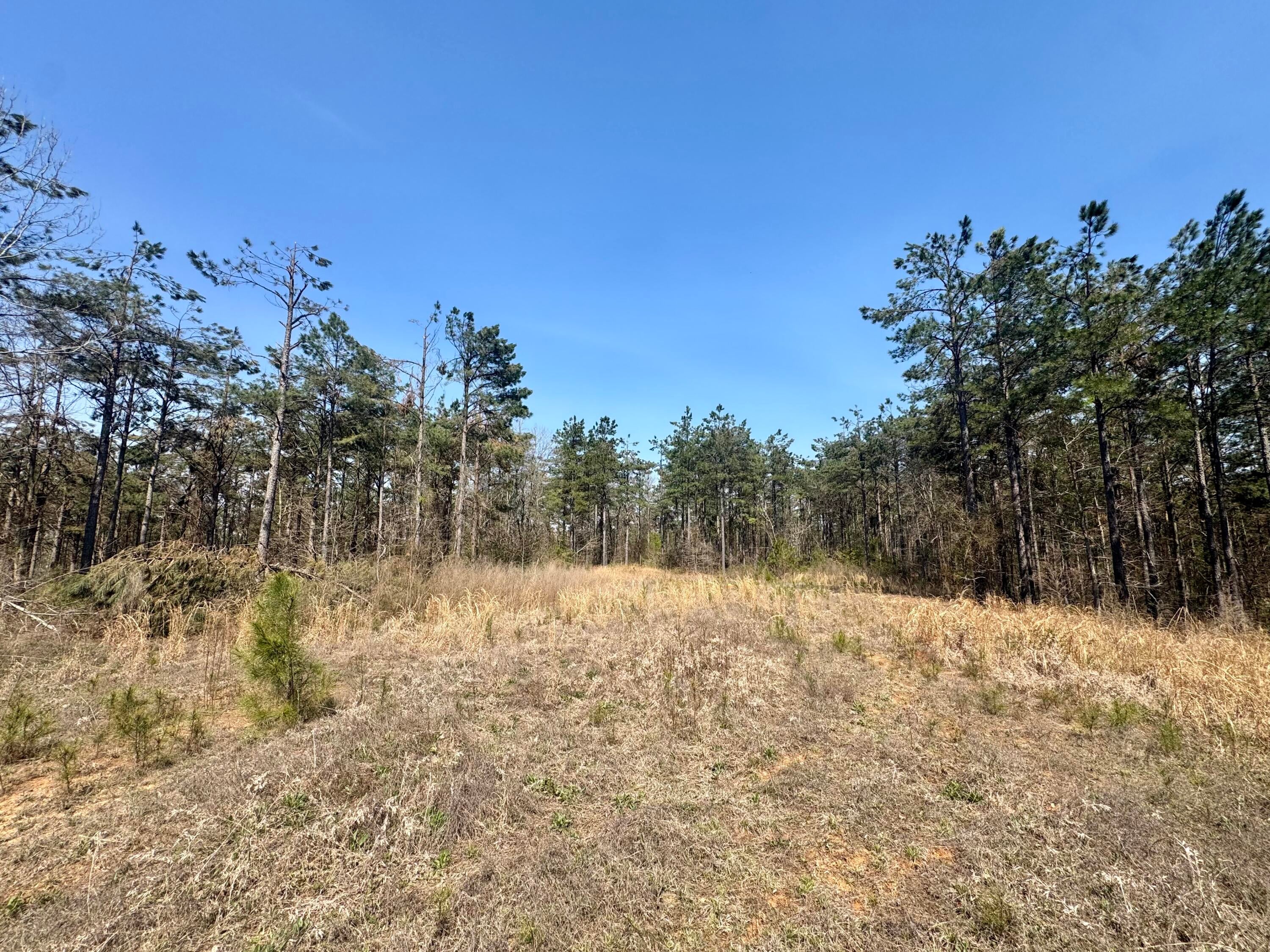 231 Rd Iuka Ms 38852 Cherokee, AL 35616 - Photo 12 of 20 Gallery Image 12