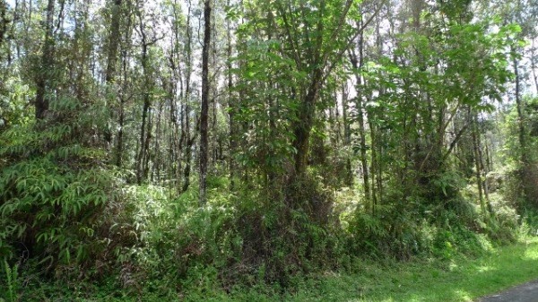 918 Shell Road Pahoa, HI 96778 - Photo 3 of 4 Gallery Image 3
