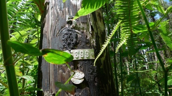 918 Shell Road Pahoa, HI 96778 - Photo 4 of 4 Gallery Image 4