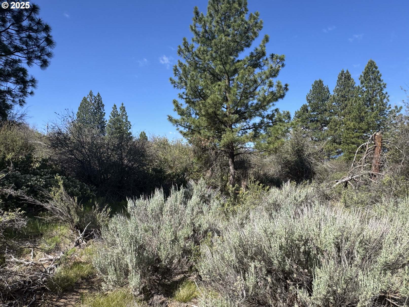 a view of a lush green forest with lots of trees
