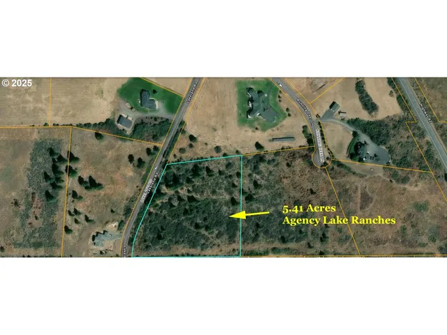 a view of a tree in a yard