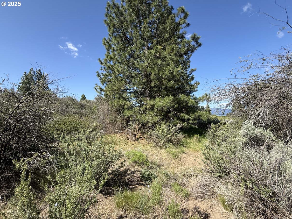Lakeland Road, Unit 17 Chiloquin, OR 97624 - Photo 12 of 26 a view of a tree in a yard