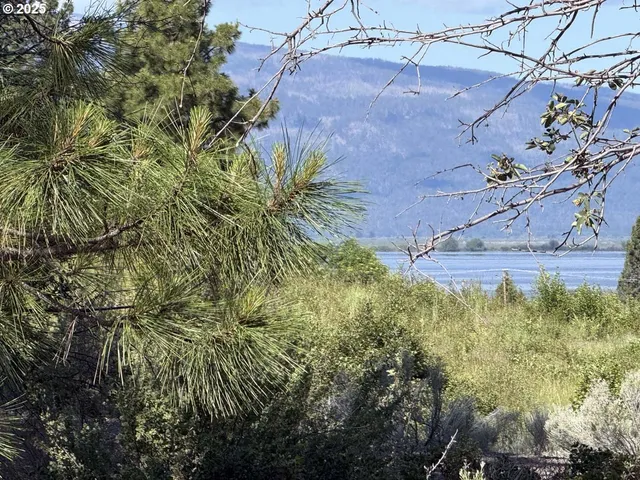 a view of a tree in a yard