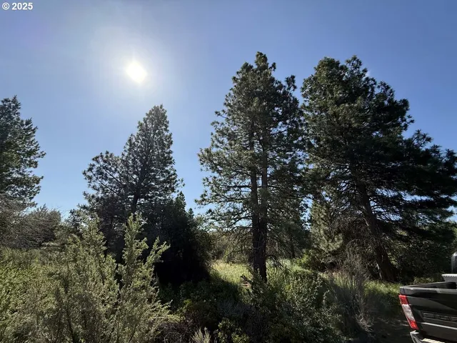 a view of a yard with a tree