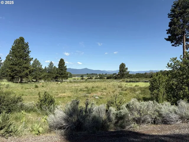 a view of a plants and small yard