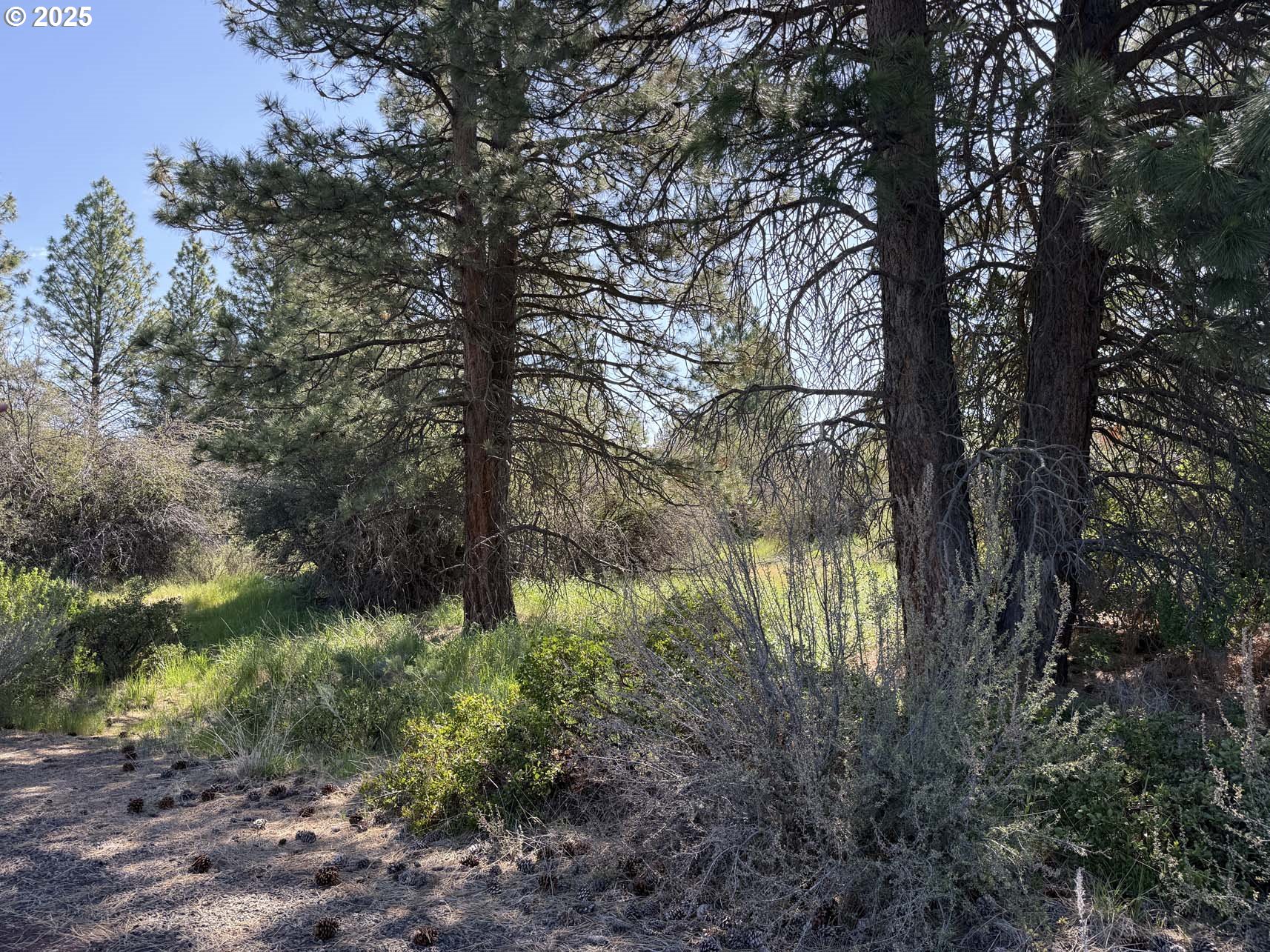Lakeland Road, Unit 17 Chiloquin, OR 97624 - Photo 19 of 26 a view of a yard with a tree