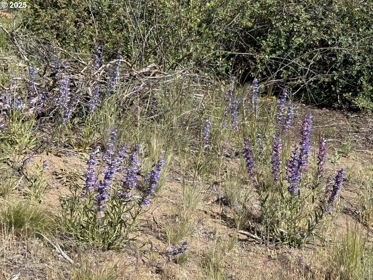 Lakeland Road, Unit 17 Chiloquin, OR 97624 - Photo 20 of 26 a view of a plants and small yard