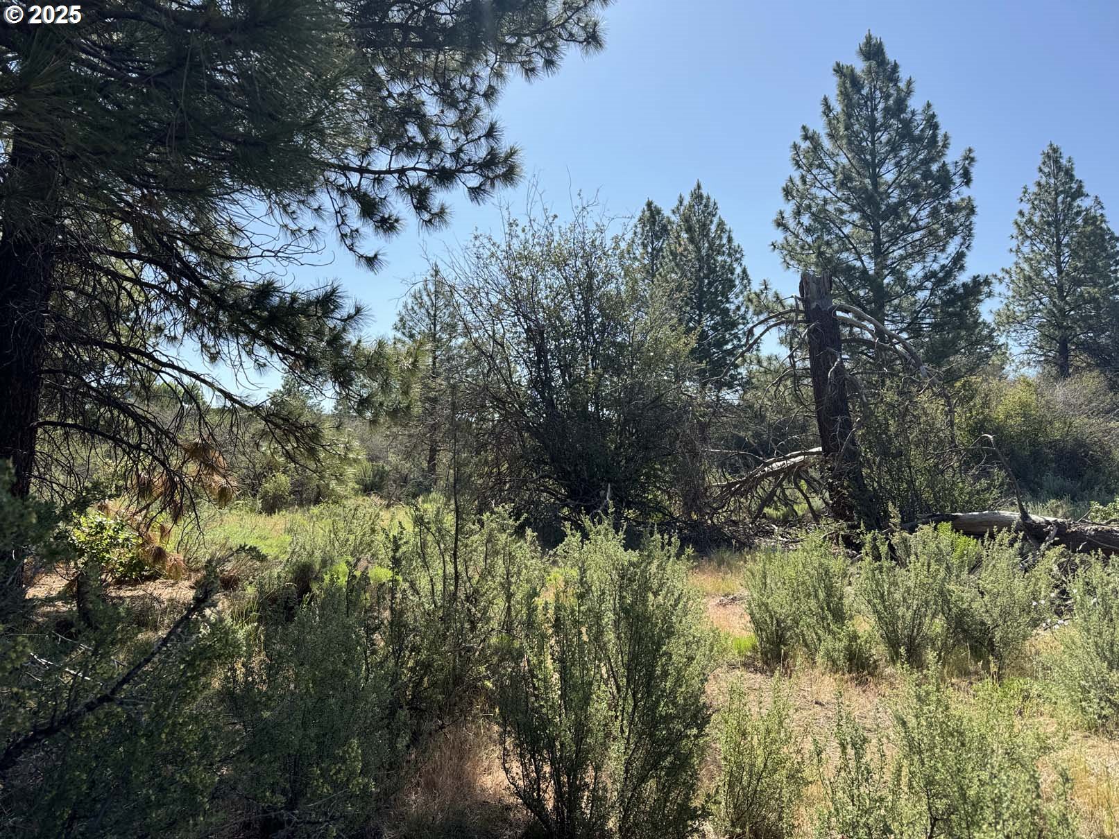 Lakeland Road, Unit 17 Chiloquin, OR 97624 - Photo 22 of 26 a view of a lush green forest with lots of trees