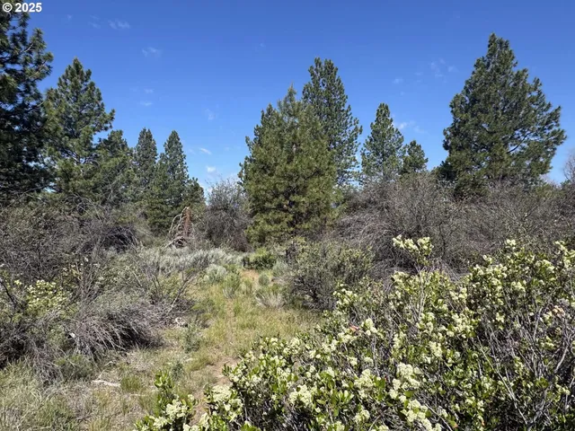 a view of a forest with a tree in the background
