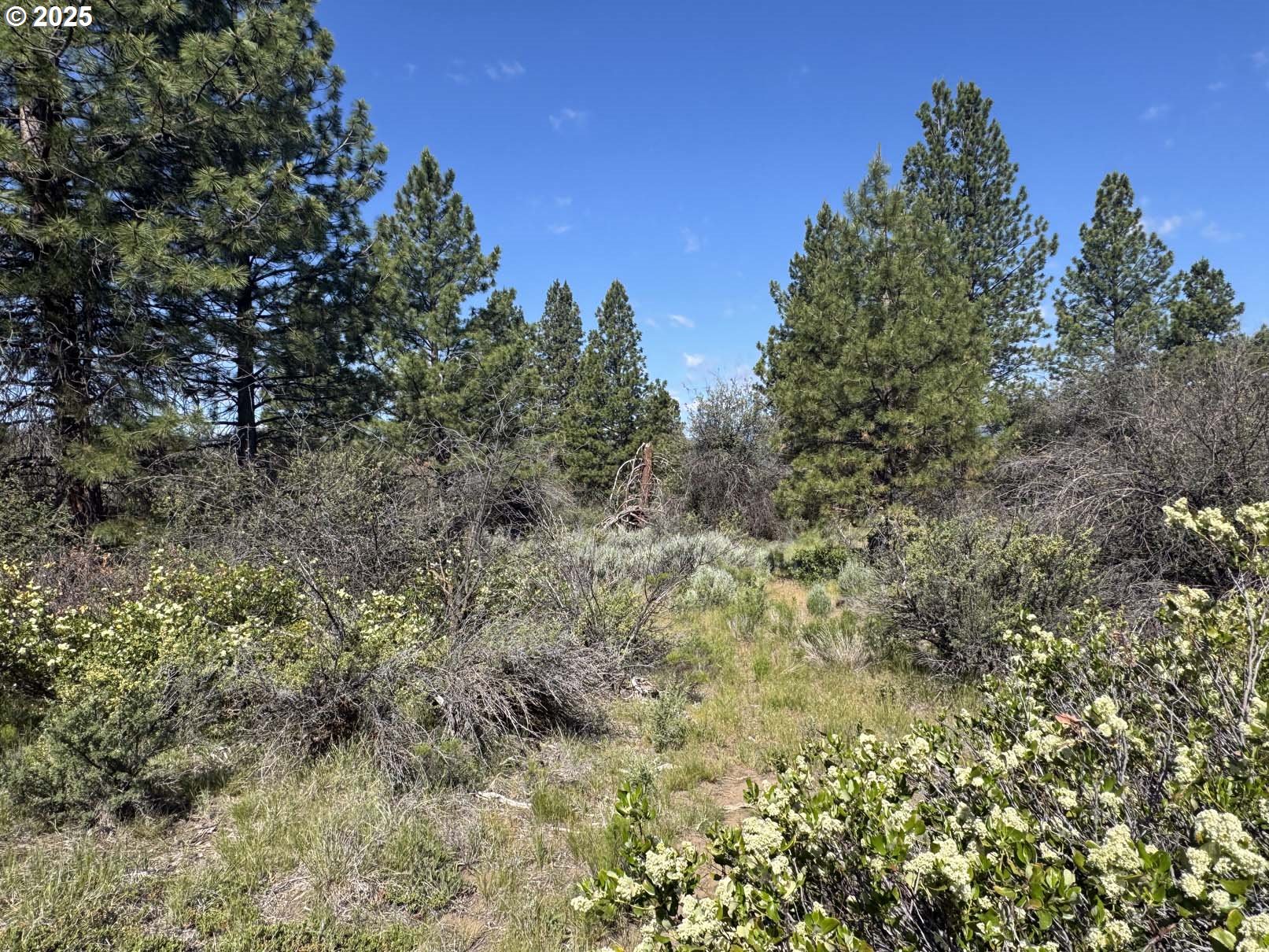 Lakeland Road, Unit 17 Chiloquin, OR 97624 - Photo 4 of 26 a view of a yard with a tree in the background