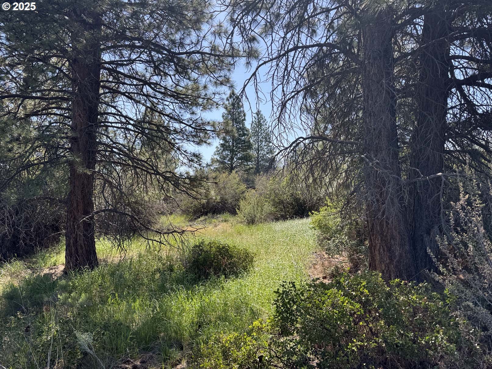 Lakeland Road, Unit 17 Chiloquin, OR 97624 - Photo 9 of 26 a view of a yard with a tree