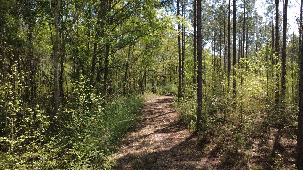 Lot 2 South County Road Slocomb, AL 36375 - Photo 10 of 19