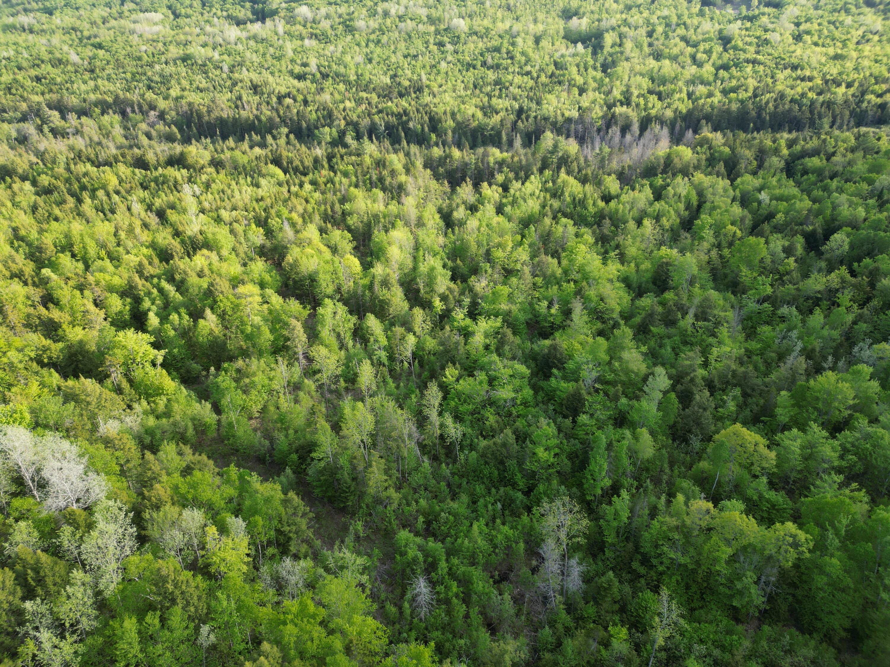 Lot 41-1 Bottle Lake Road Lakeville, ME 04487 - Photo 18 of 23 DJI_0617