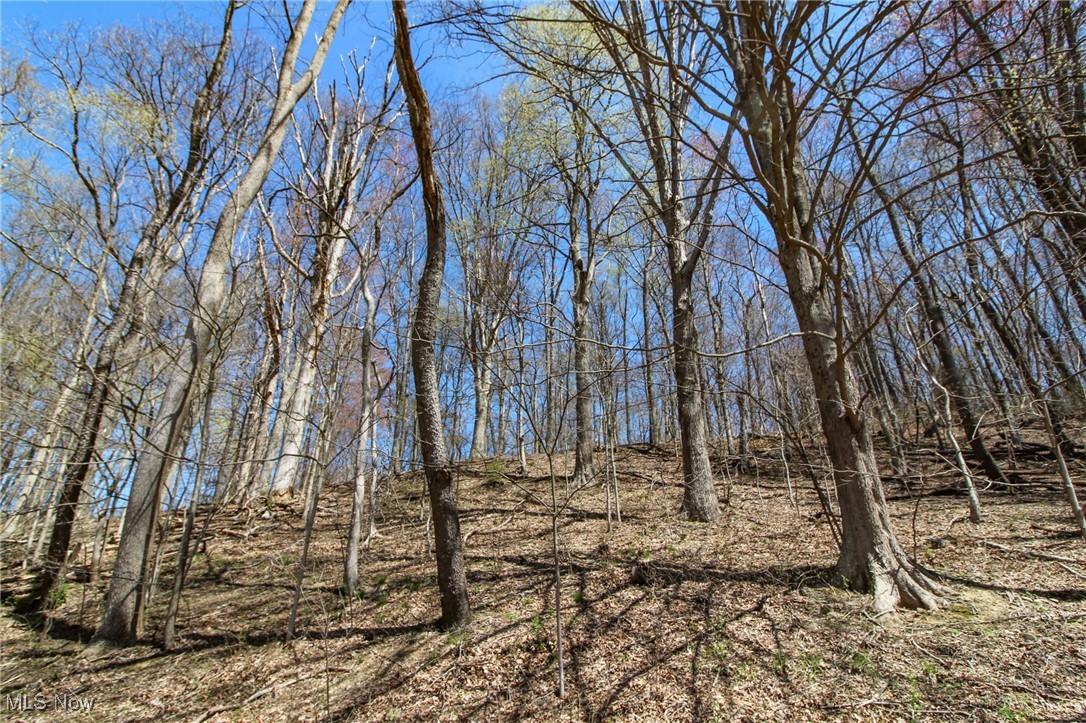 Mercer Rd Street Bridgeport, OH 43912 - Photo 18 of 19 View of nature