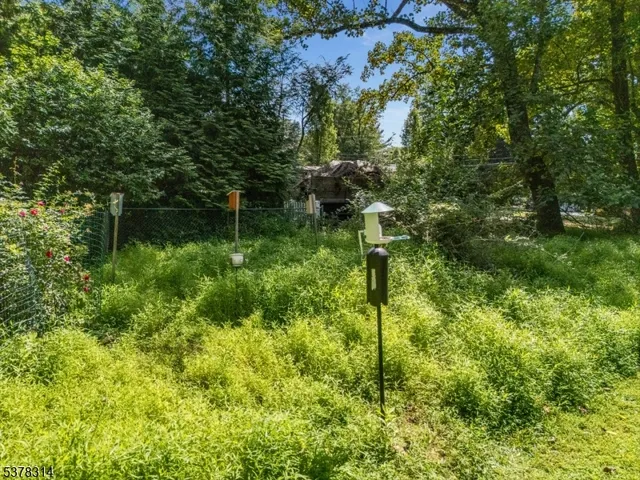 a plant that is sitting in a garden