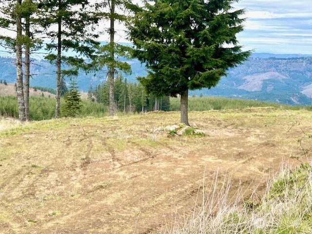 0 China Garden Road Kalama, WA 98625 - Photo 20 of 23 a view of a yard with plants