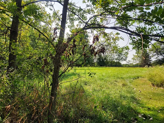 a view of yard with green space