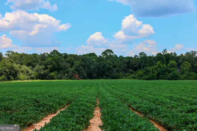 a view of a big yard with lots of green space