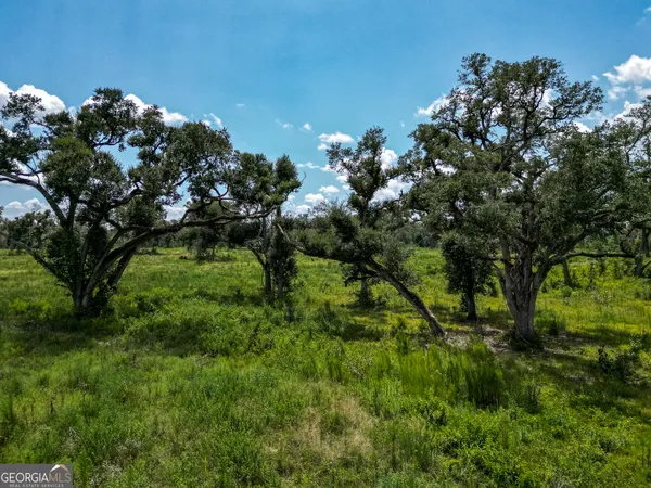 a view of a lush green space