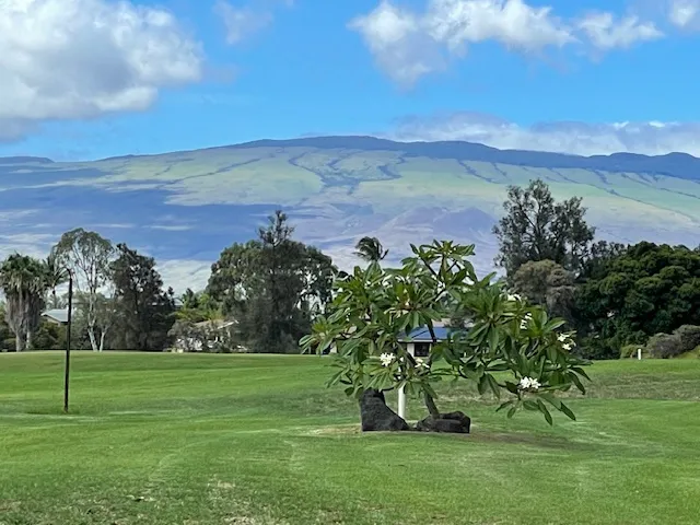 a view of a house with a yard and plants