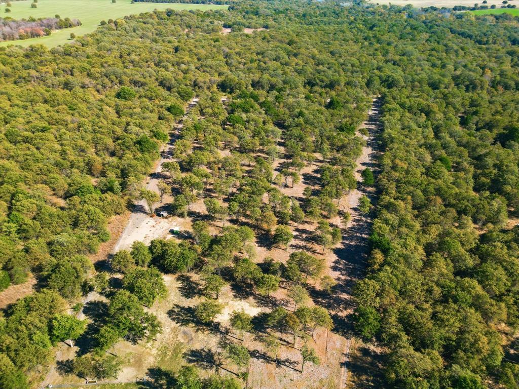 138 Gobbler Road Nocona, TX 76255 - Photo 33 of 35 a view of a big yard with plants and large trees