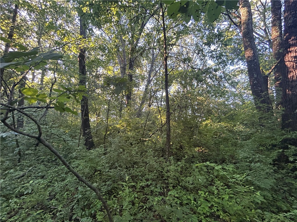 Mount Auburn Blacktop Decatur Il 62522 Decatur, IL 62522 - Photo 17 of 22 a view of forest
