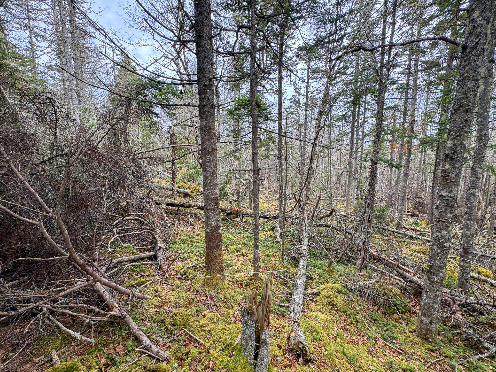 Lot 46 Yoho Head Road Machiasport, ME 04655 - Photo 17 of 22 IMG_4712