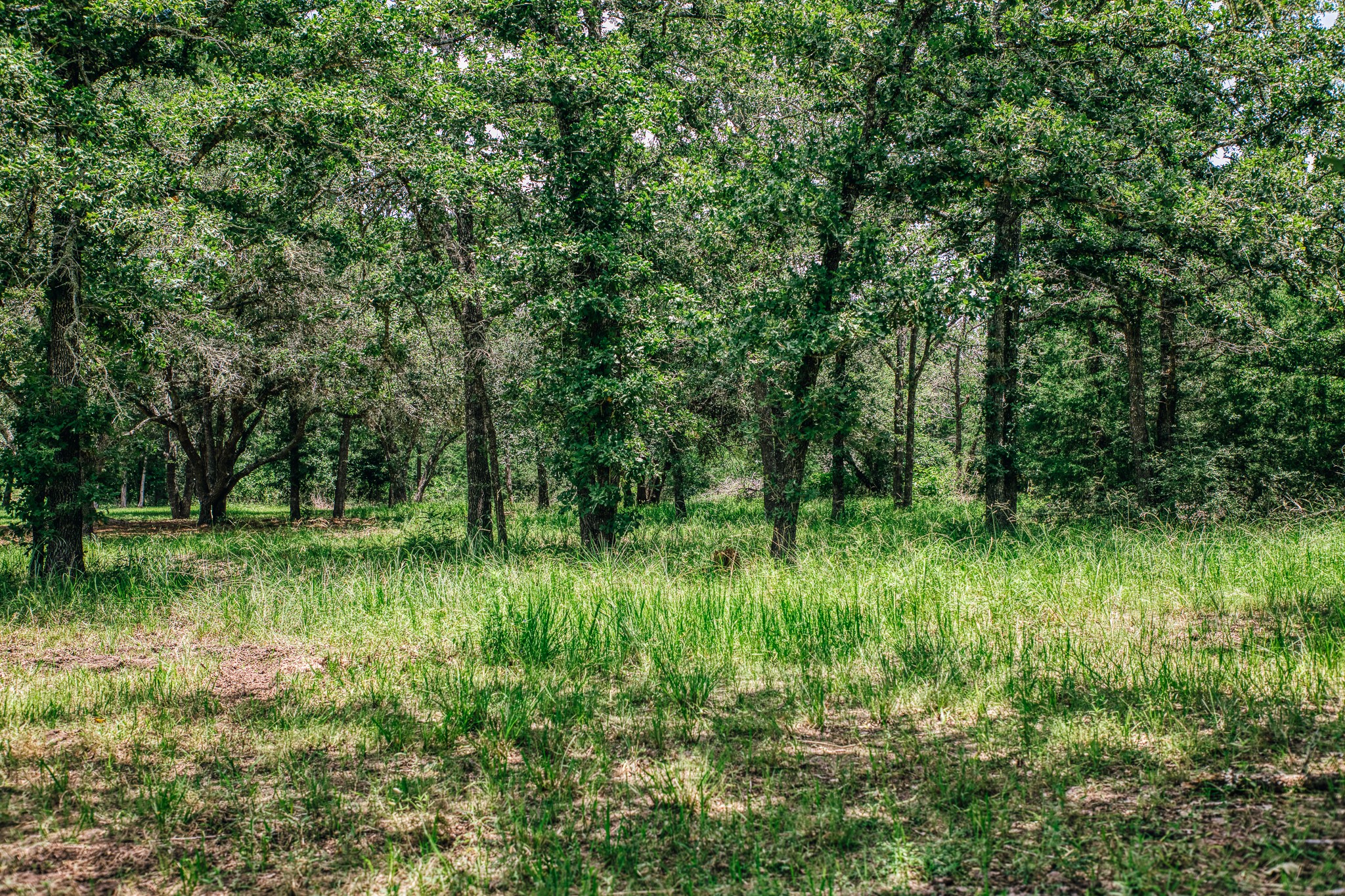 3301 Round Top Road Round Top, TX 78954 - Photo 10 of 21