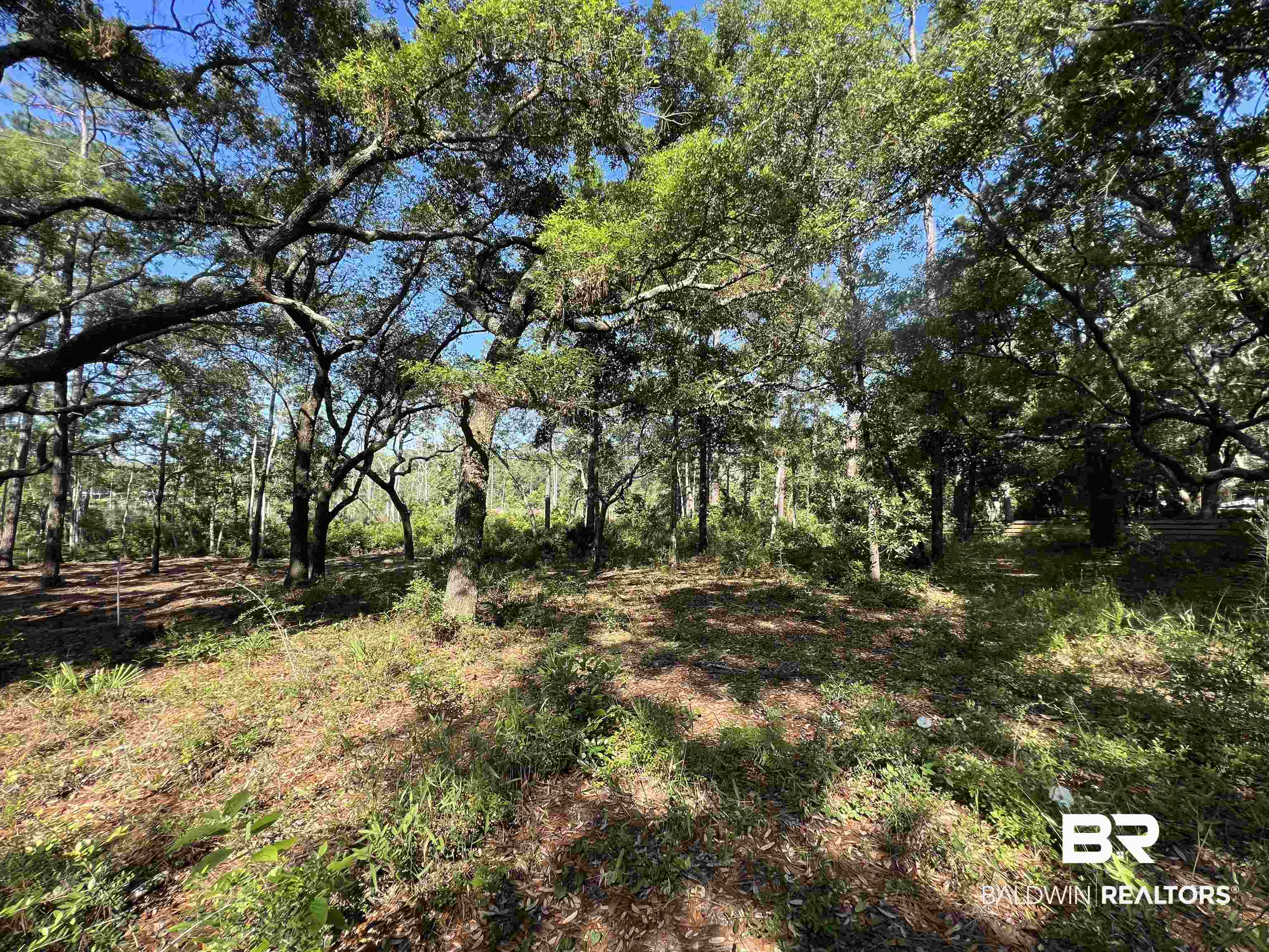 9545 North Bayou Road Lillian, AL 36549 - Photo 17 of 34 View of local wilderness