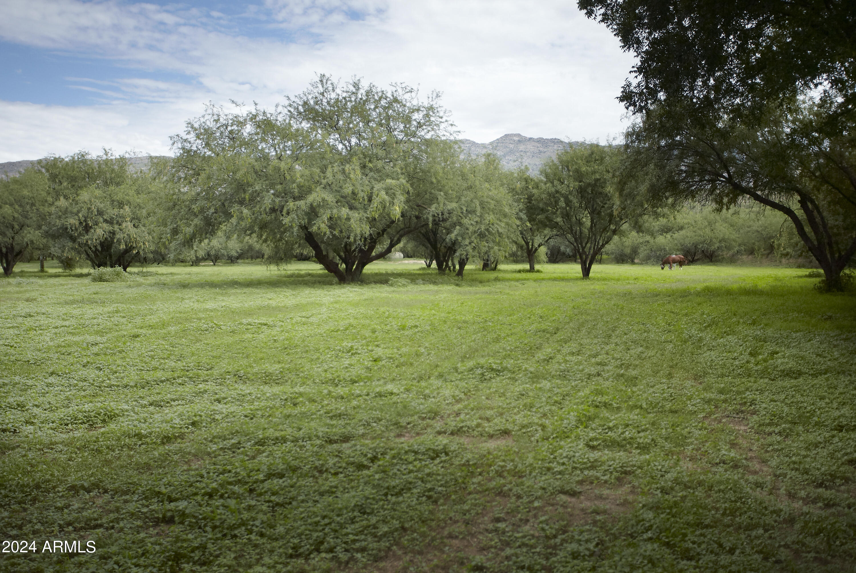 14545 East Rincon Creek Ranch Road Tucson, AZ 85747 - Photo 26 of 91 Pasture with Sundance
