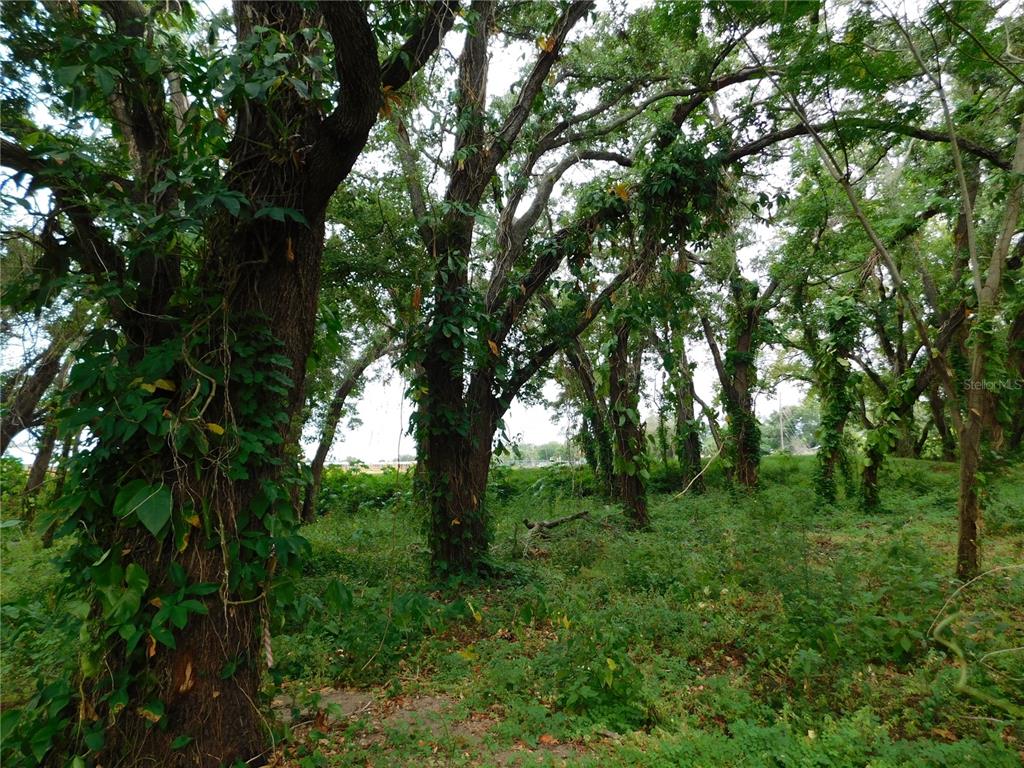 888 Forest Glen Road Clearwater, FL 33765 - Photo 56 of 61 a view of a lush green forest