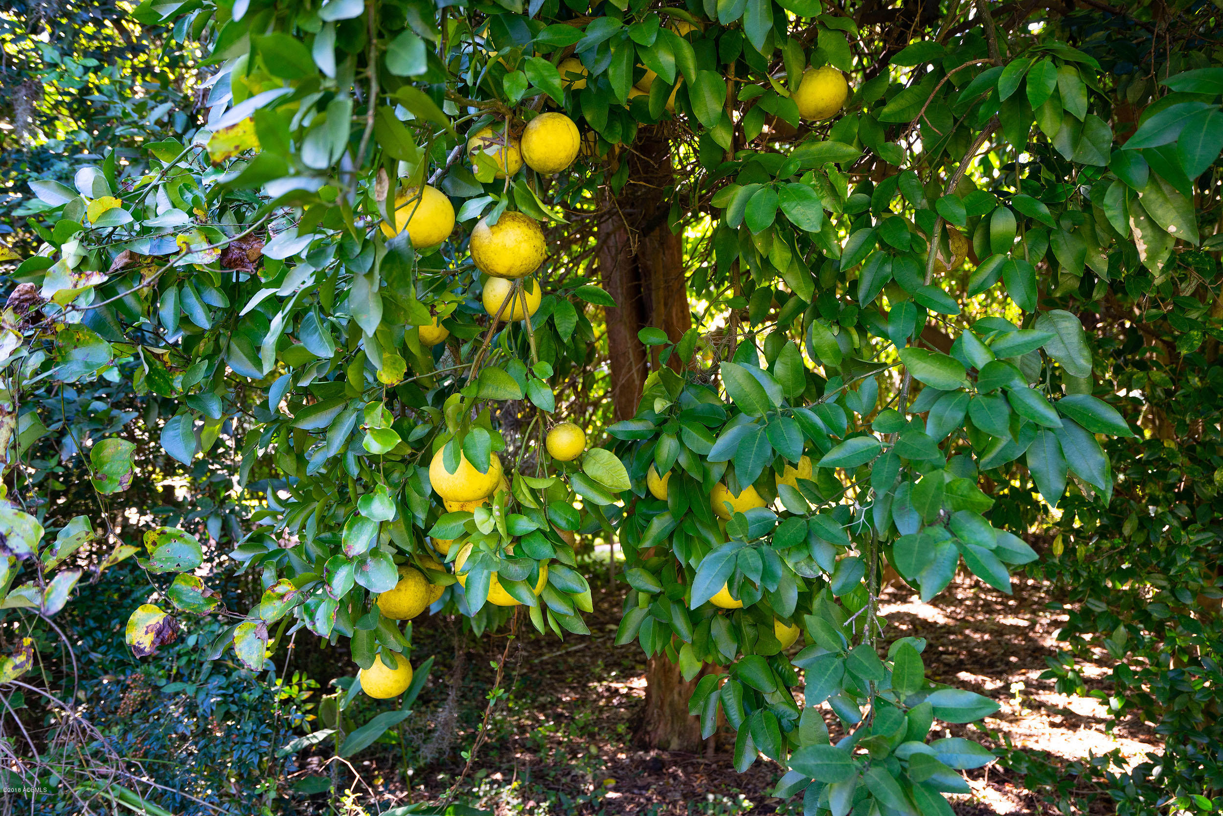750 Ribaut Road Beaufort, SC 29902 - Photo 36 of 50 Fruit Tree
