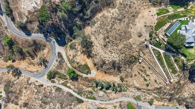 a plant with lots of trees