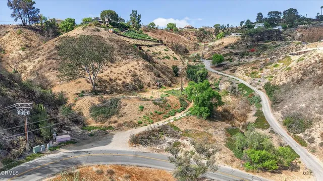 a view of a yard with plants and large trees