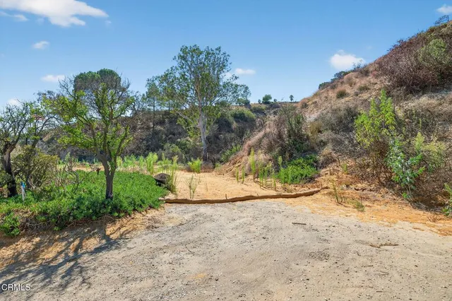 a view of a yard with plants and trees