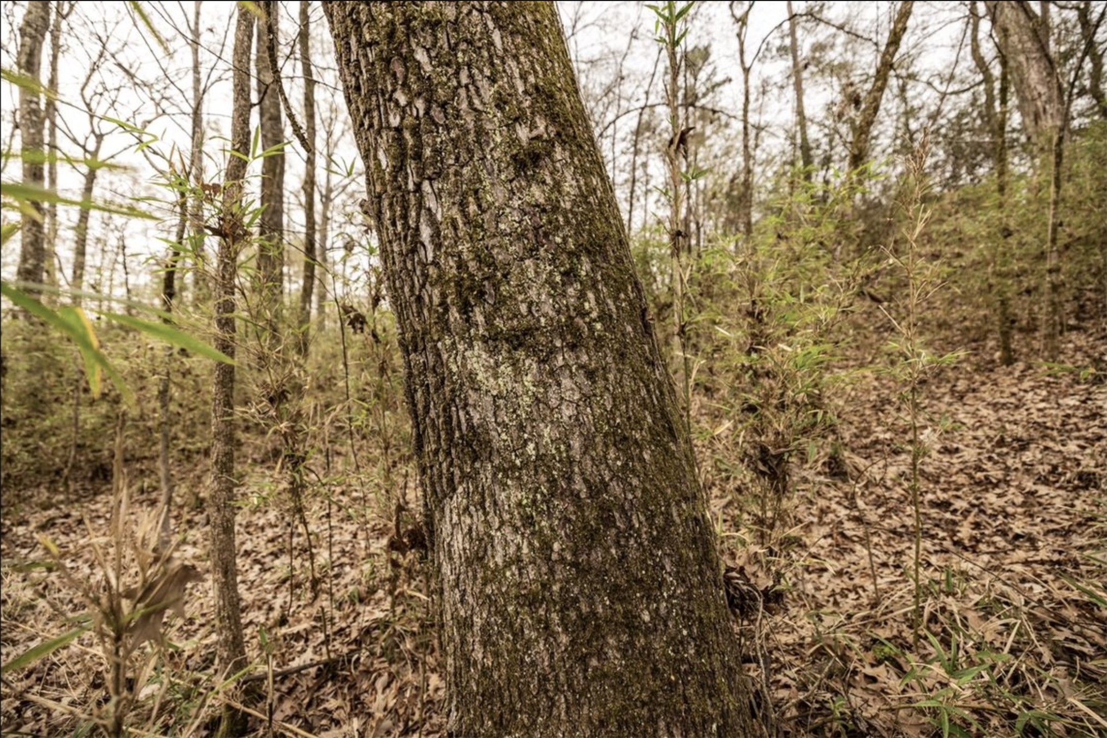 6340 Josserand Road Groveton, TX 75845 - Photo 11 of 19