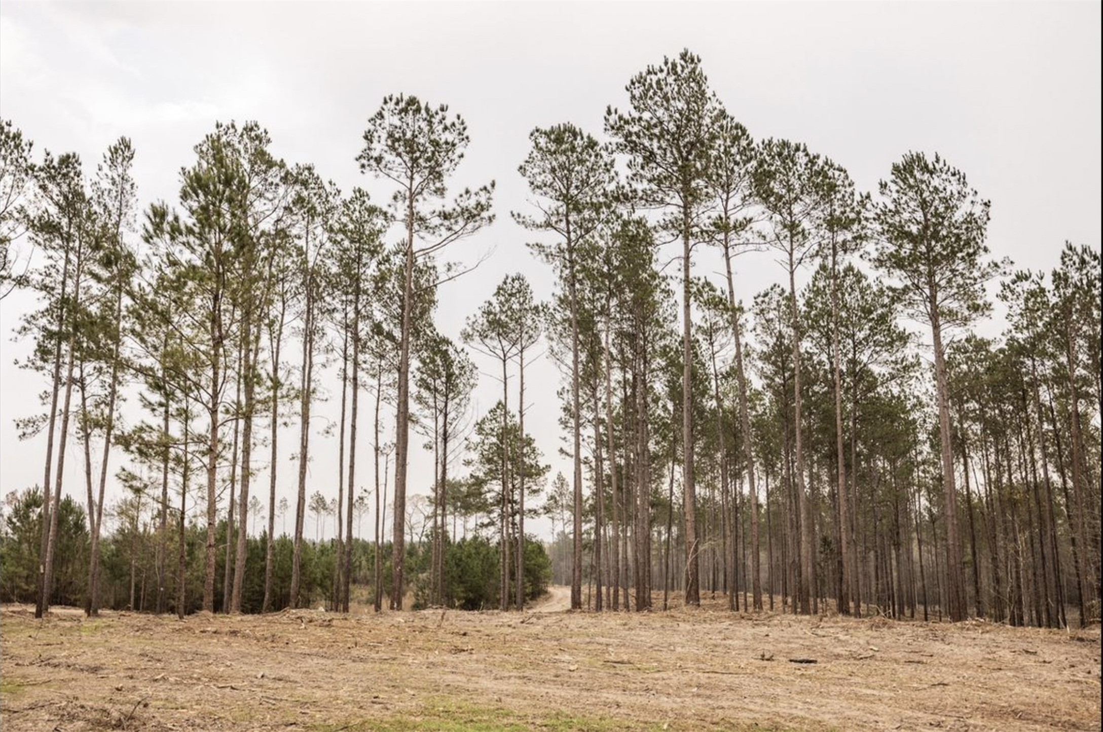 6340 Josserand Road Groveton, TX 75845 - Photo 12 of 19