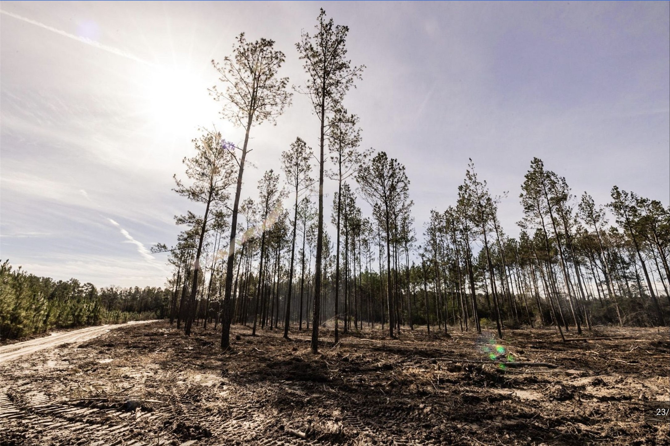 6340 Josserand Road Groveton, TX 75845 - Photo 13 of 19